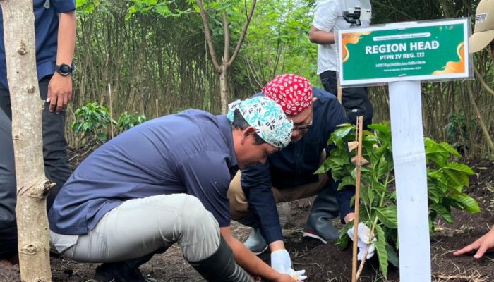 Perkuat Kinerja Perkebunan kopi, PTPN I Regional V Tanam Perdana Kopi Arabika di Bondowoso