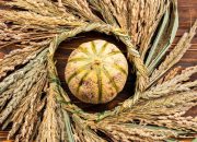 Gandum Global Terkoreksi, Biaya Impor Indonesia Masih Tinggi: Ancaman Baru untuk Harga Pangan