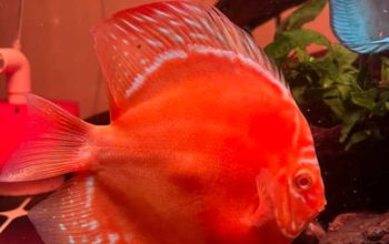 Inilah Alasan Discus Disebut ‘Ratu Akuarium’—Bukan Sekadar Cantik