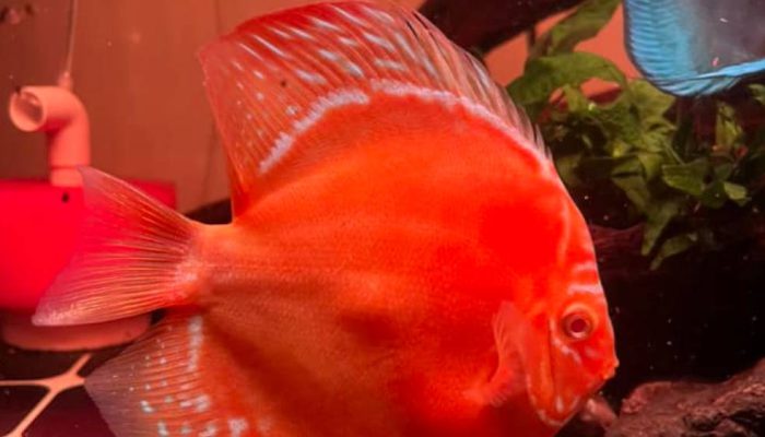 Inilah Alasan Discus Disebut ‘Ratu Akuarium’—Bukan Sekadar Cantik