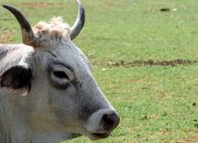 Brazil Geser AS sebagai Produsen Daging Sapi Terbesar Dunia