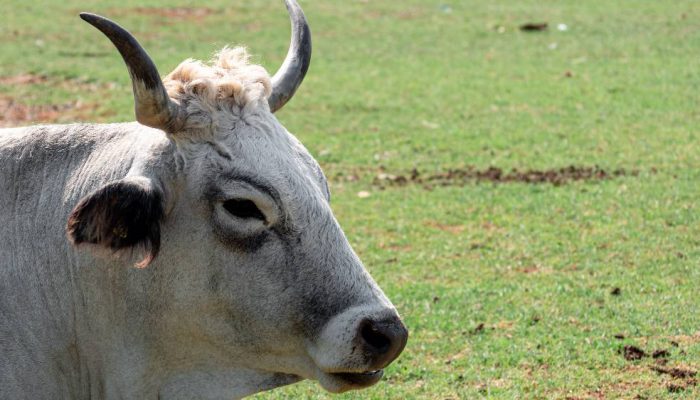 Brazil Geser AS sebagai Produsen Daging Sapi Terbesar Dunia