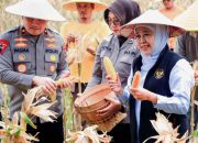 Gubernur Khofifah Bersama Kapolda Jatim Panen Jagung Serentak, Perkuat Swasembada Pangan 2026