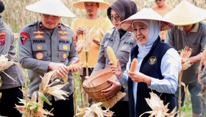 Gubernur Khofifah Bersama Kapolda Jatim Panen Jagung Serentak, Perkuat Swasembada Pangan 2026