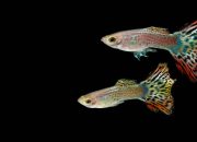 Ikan Hias hingga Sapi Hidup, Komoditas Binatang RI Diburu Pasar Global