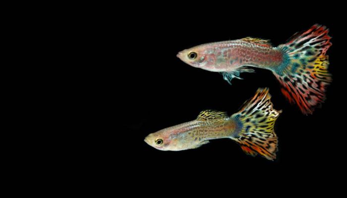 Ikan Hias hingga Sapi Hidup, Komoditas Binatang RI Diburu Pasar Global