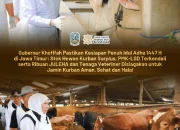 Gubernur Khofifah: Ternak Kurban Surplus dan Sehat, Siap Sambut Idul Adha 1447 H