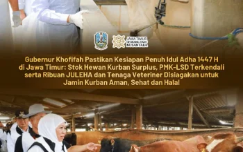 Gubernur Khofifah: Ternak Kurban Surplus dan Sehat, Siap Sambut Idul Adha 1447 H