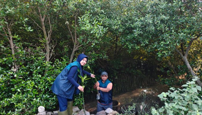PT Terminal Petikemas Surabaya Dukung Penghijauan Pesisir dengan 3.000 Bibit Mangrove