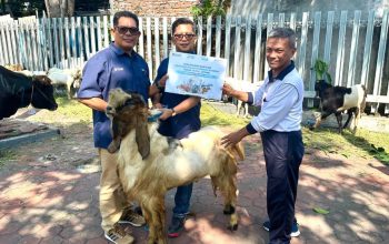 Pelindo Berbagi Kurban, PT Terminal Teluk Lamong Distribusikan 12 Sapi dan 21 Kambing