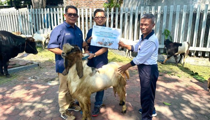 Pelindo Berbagi Kurban, PT Terminal Teluk Lamong Distribusikan 12 Sapi dan 21 Kambing